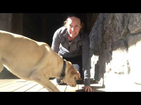 Plank challenge with a doggie